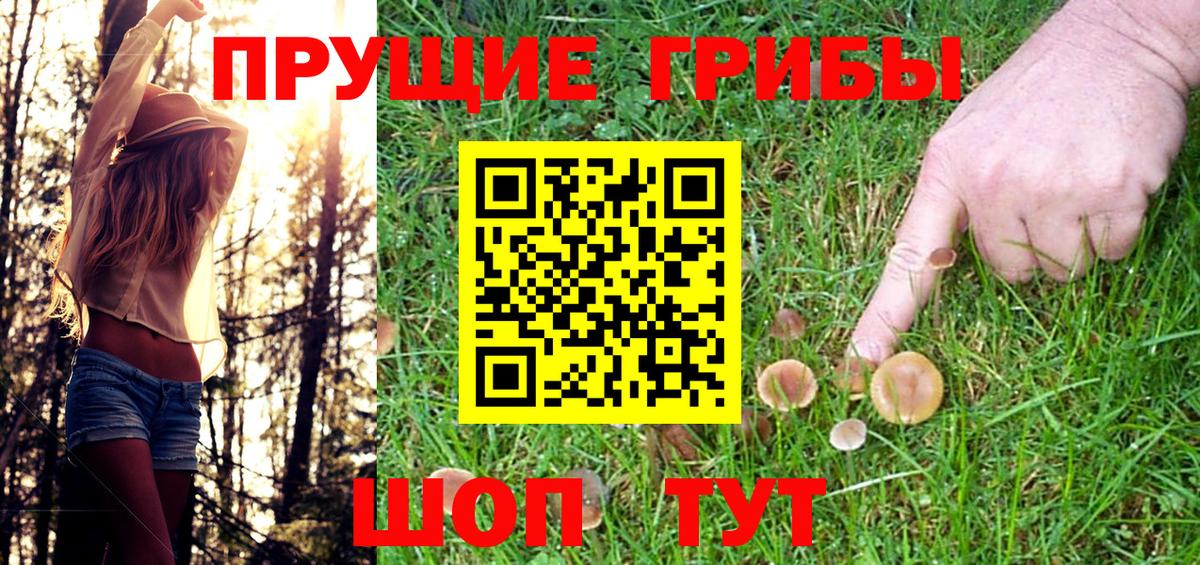 Псилоцибиновые грибы Psilocybine cubensis Иваново