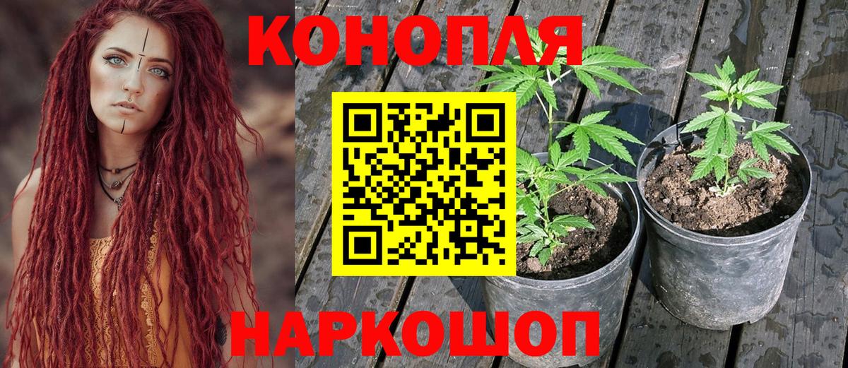 Каннабис ГИДРОПОН Иваново